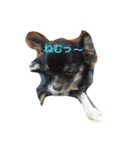 愛犬 ぷりん（個別スタンプ：2）