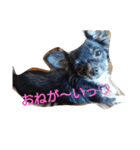 愛犬 ぷりん（個別スタンプ：4）