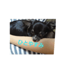 愛犬 ぷりん（個別スタンプ：7）