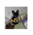愛犬 ぷりん（個別スタンプ：8）