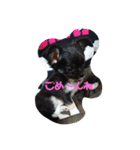 愛犬 ぷりん（個別スタンプ：11）