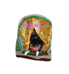 愛犬 ぷりん（個別スタンプ：12）