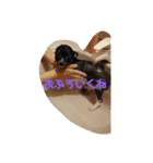 愛犬 ぷりん（個別スタンプ：13）