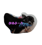 愛犬 ぷりん（個別スタンプ：15）
