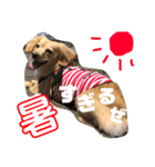 愛犬ラルフ（個別スタンプ：2）