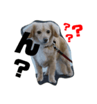 愛犬ラルフ（個別スタンプ：3）