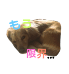 愛犬ラルフ（個別スタンプ：4）
