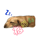 愛犬ラルフ（個別スタンプ：5）
