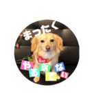 愛犬ラルフ（個別スタンプ：7）