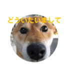 犬？？？？2（個別スタンプ：7）