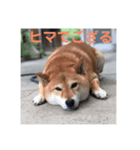 犬？？？？2（個別スタンプ：8）