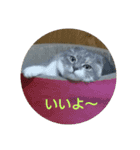 リリィのスタンプ（個別スタンプ：1）