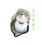 リリィのスタンプ（個別スタンプ：7）
