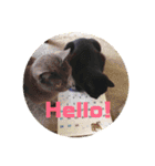 モノトーンねこスタンプ（個別スタンプ：2）