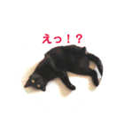 モノトーンねこスタンプ（個別スタンプ：3）