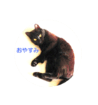 モノトーンねこスタンプ（個別スタンプ：6）