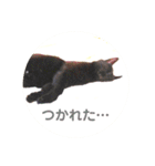 モノトーンねこスタンプ（個別スタンプ：7）