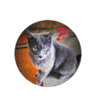 モノトーンねこスタンプ（個別スタンプ：8）