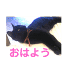 モノトーンねこスタンプ（個別スタンプ：9）