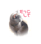 モノトーンねこスタンプ（個別スタンプ：11）