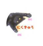 モノトーンねこスタンプ（個別スタンプ：12）