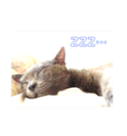 モノトーンねこスタンプ（個別スタンプ：13）
