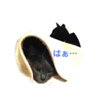 モノトーンねこスタンプ（個別スタンプ：15）