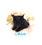 モノトーンねこスタンプ（個別スタンプ：16）