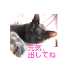 モノトーンねこスタンプ（個別スタンプ：18）