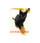 モノトーンねこスタンプ（個別スタンプ：19）