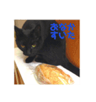 モノトーンねこスタンプ（個別スタンプ：20）