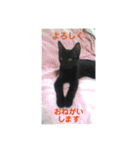 モノトーンねこスタンプ（個別スタンプ：21）