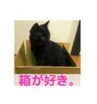 モノトーンねこスタンプ（個別スタンプ：22）