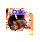 モノトーンねこスタンプ（個別スタンプ：23）