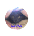 モノトーンねこスタンプ（個別スタンプ：24）