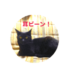 モノトーンねこスタンプ（個別スタンプ：25）
