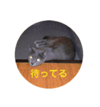 モノトーンねこスタンプ（個別スタンプ：26）