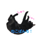 モノトーンねこスタンプ（個別スタンプ：28）