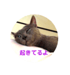 モノトーンねこスタンプ（個別スタンプ：29）