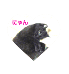 モノトーンねこスタンプ（個別スタンプ：31）
