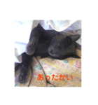 モノトーンねこスタンプ（個別スタンプ：34）