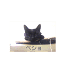 モノトーンねこスタンプ（個別スタンプ：36）