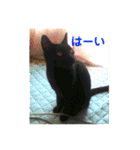 モノトーンねこスタンプ（個別スタンプ：37）