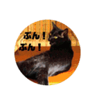 モノトーンねこスタンプ（個別スタンプ：38）