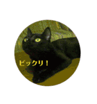 モノトーンねこスタンプ（個別スタンプ：40）