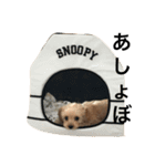 吉田りたくん（個別スタンプ：3）