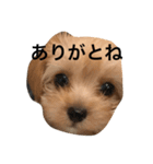 吉田りたくん（個別スタンプ：6）