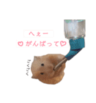 我が家のウサ・チラ・ハムちゃんず（個別スタンプ：15）