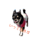 COCOのいつもの日々（個別スタンプ：6）