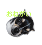 COCOのいつもの日々（個別スタンプ：7）